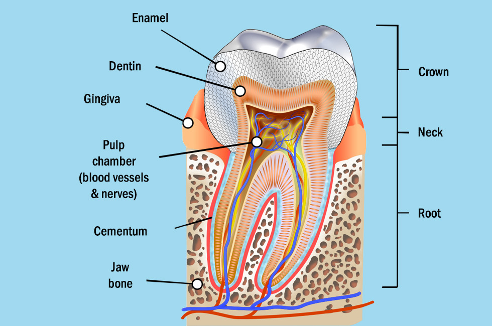 dental Cleaning